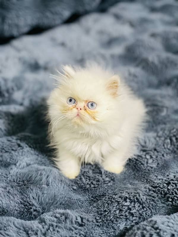 white Persian female kittens punch face /near to peke blue eyes 9