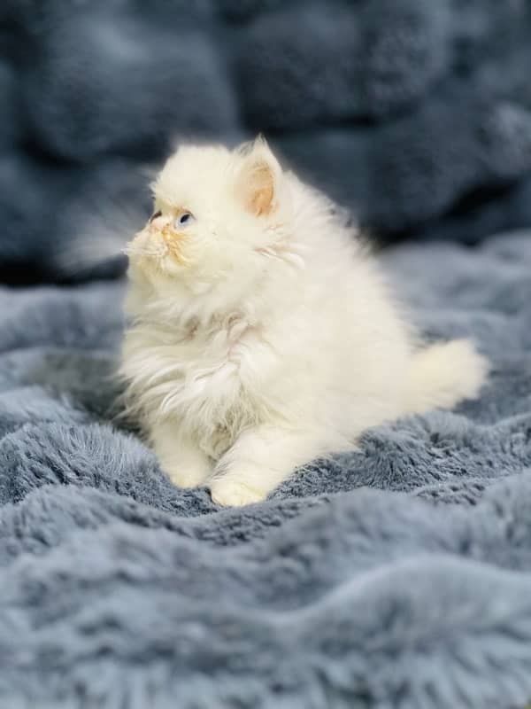 white Persian female kittens punch face /near to peke blue eyes 10