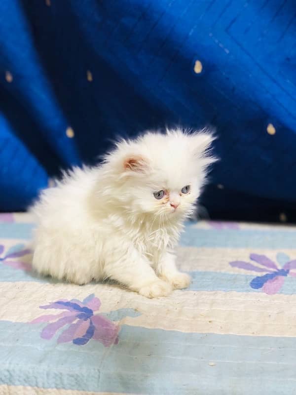 white Persian female kittens punch face /near to peke blue eyes 11