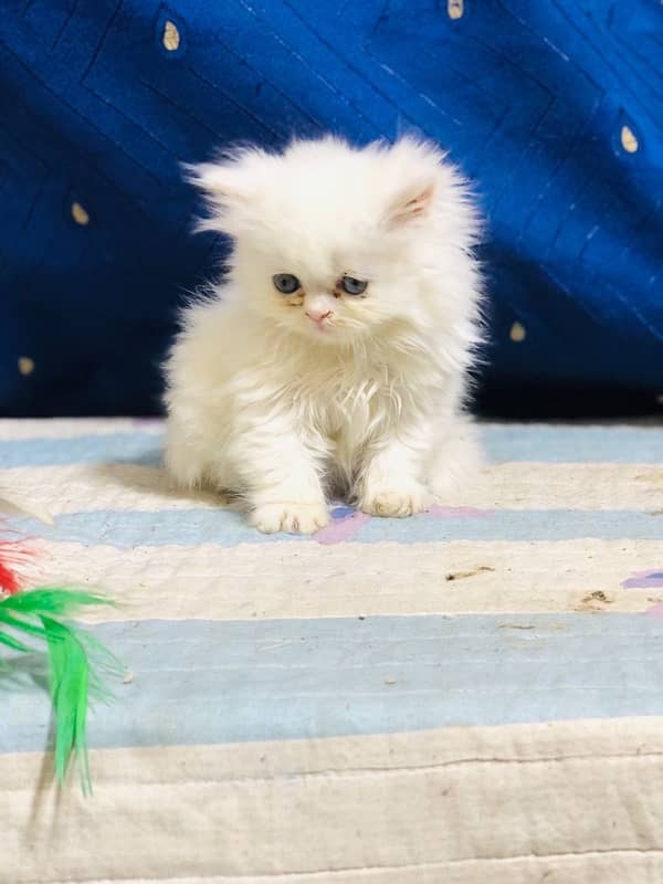 white Persian female kittens punch face /near to peke blue eyes 12