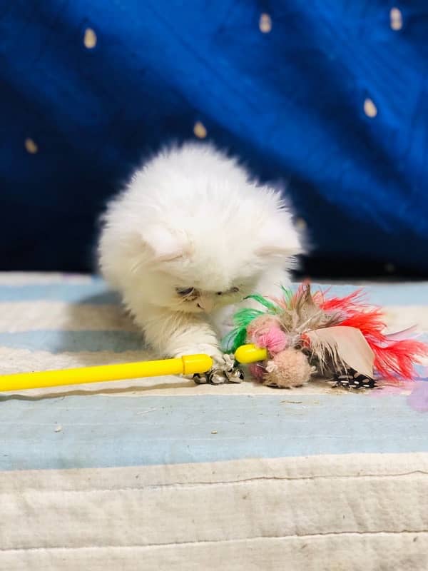 white Persian female kittens punch face /near to peke blue eyes 13