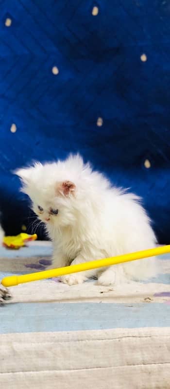 white Persian female kittens punch face /near to peke blue eyes 14