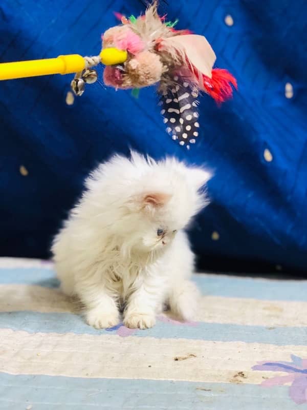 white Persian female kittens punch face /near to peke blue eyes 15