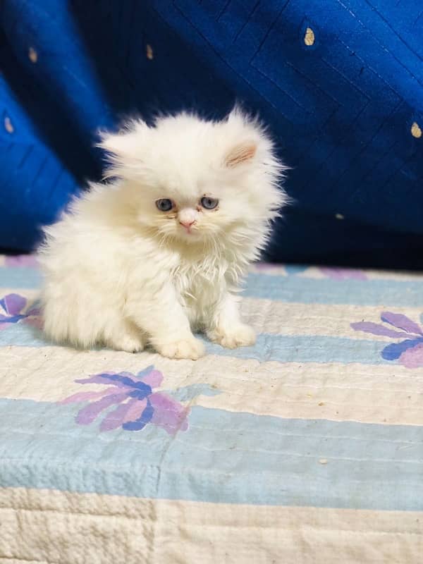 white Persian female kittens punch face /near to peke blue eyes 16