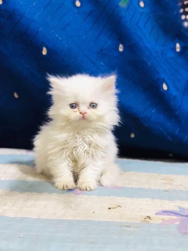 white Persian female kittens punch face /near to peke blue eyes 17