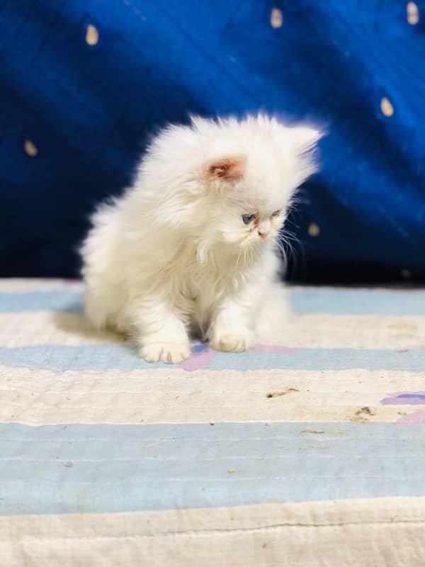 white Persian female kittens punch face /near to peke blue eyes 18