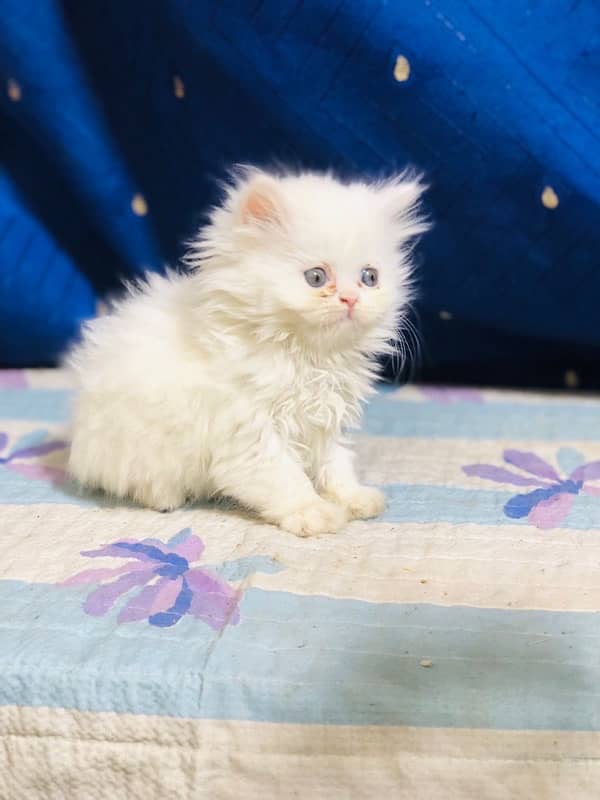 white Persian female kittens punch face /near to peke blue eyes 19