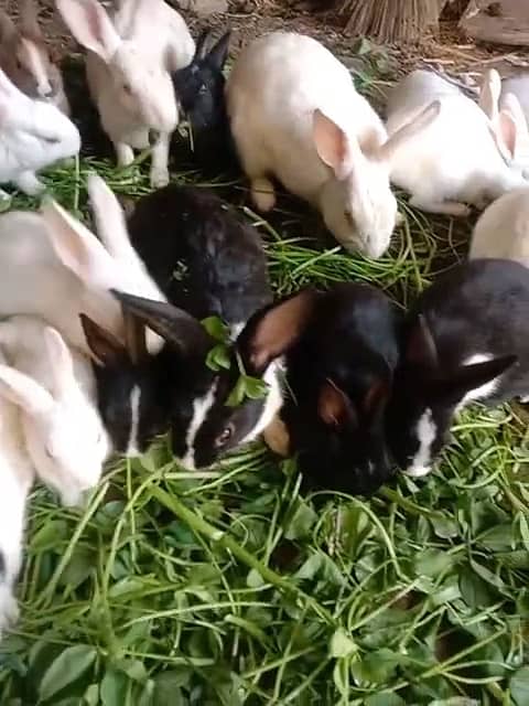 Rabbits Baby rabbits 0