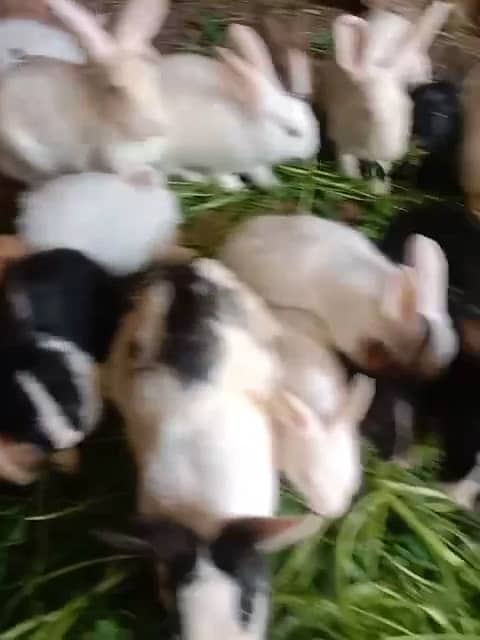 Rabbits Baby rabbits 1