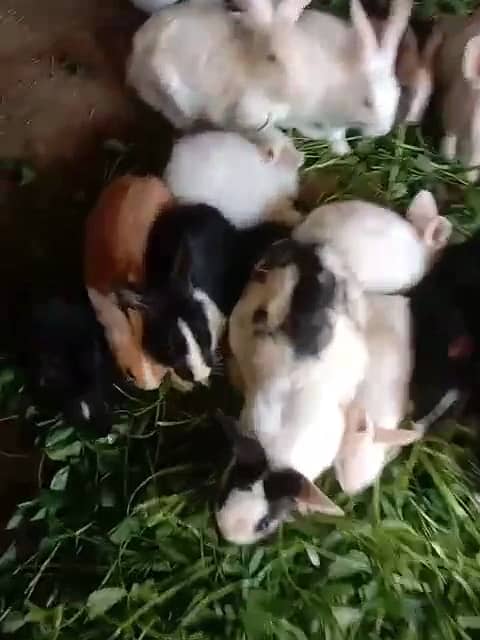 Rabbits Baby rabbits 2