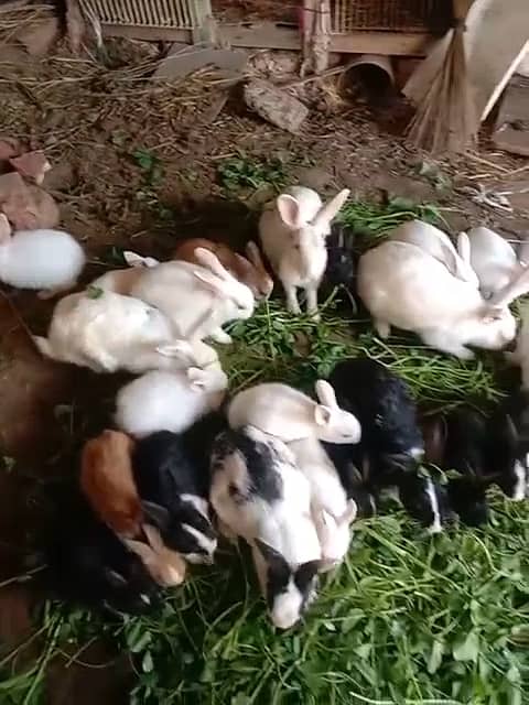 Rabbits Baby rabbits 3