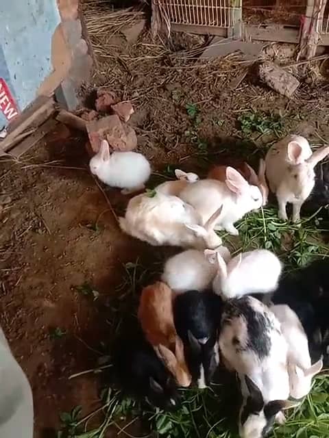 Rabbits Baby rabbits 0