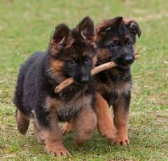 German shepherd Long Coat Male & Female  For Sale 03287625932WhatsApp