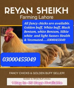 Golden buff chicks and bantam