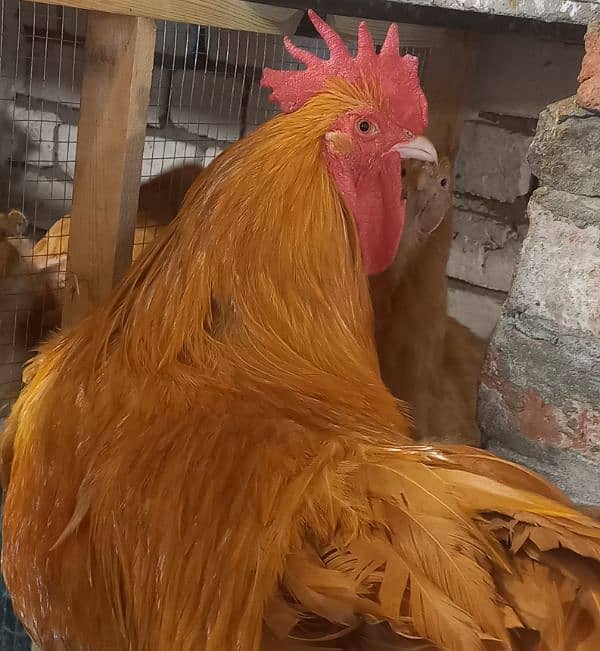 Golden buff chicks and white buff 5