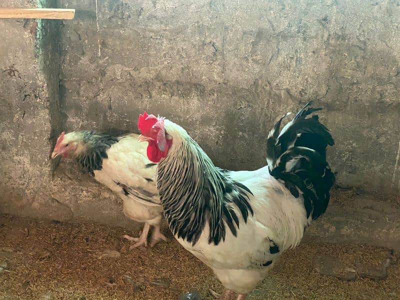 Golden buff chicks and white buff 6