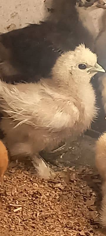 Golden buff chicks and white buff 8