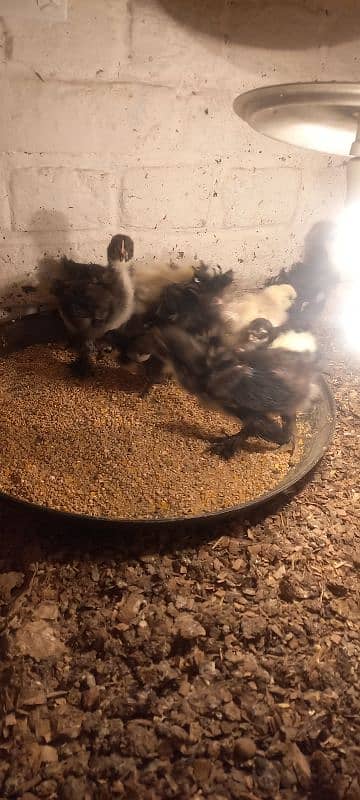 Golden buff chicks and white buff 9