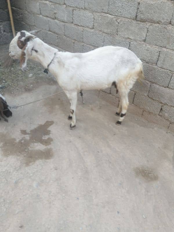 bakri do bacho k saat male female 0