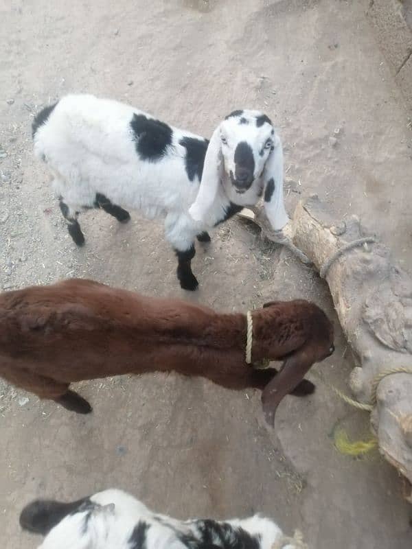 bakri do bacho k saat male female 1