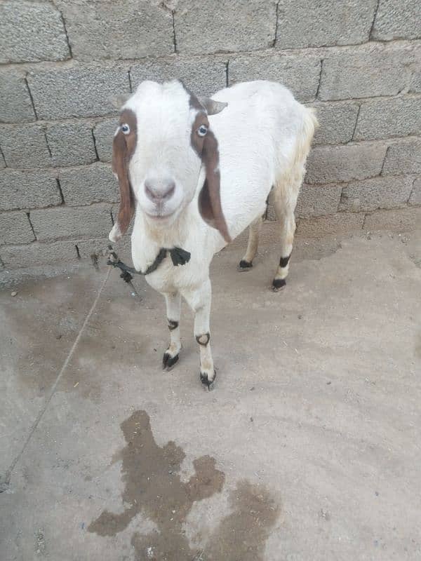 bakri do bacho k saat male female 3