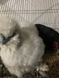 Silkie