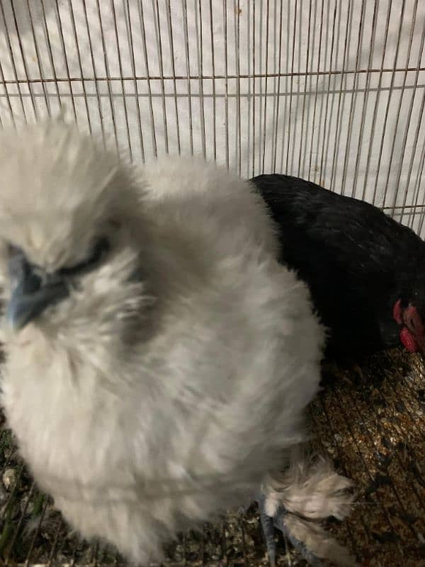 Silkie Hen 0