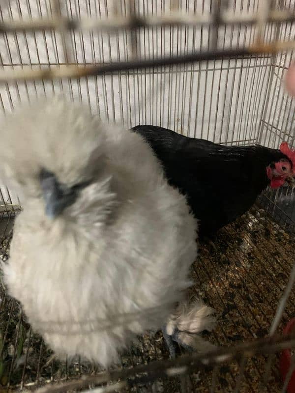 Silkie Hen 1