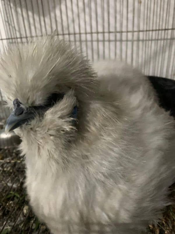 Silkie Hen 3