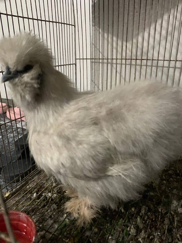 Silkie Hen 4