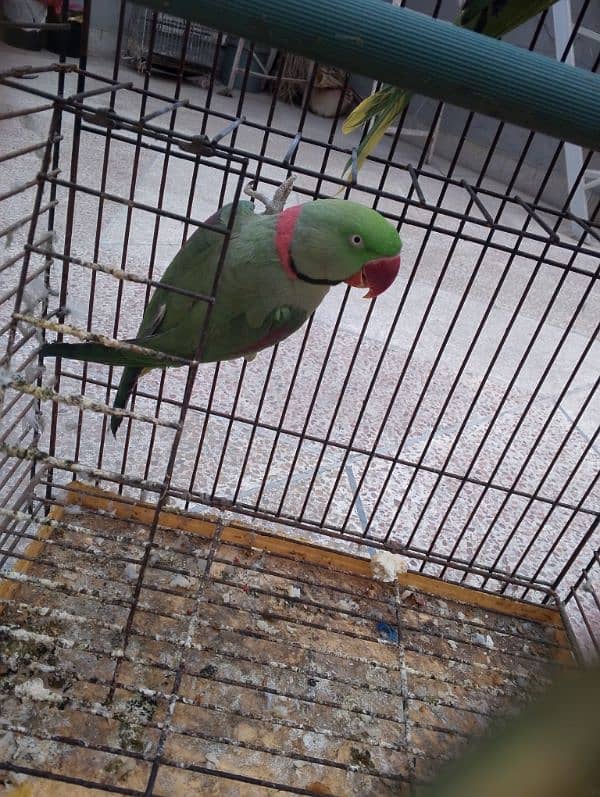 Raw parrot talking or breeding two pairs. per pair price 85000 2