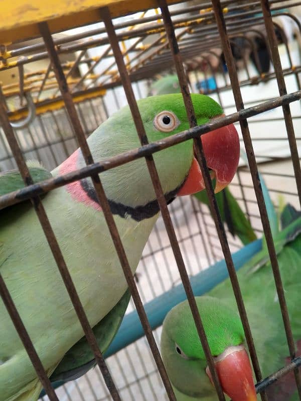 Raw parrot talking or breeding two pairs. per pair price 85000 3