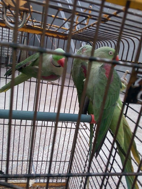 Raw parrot talking or breeding two pairs. per pair price 85000 4