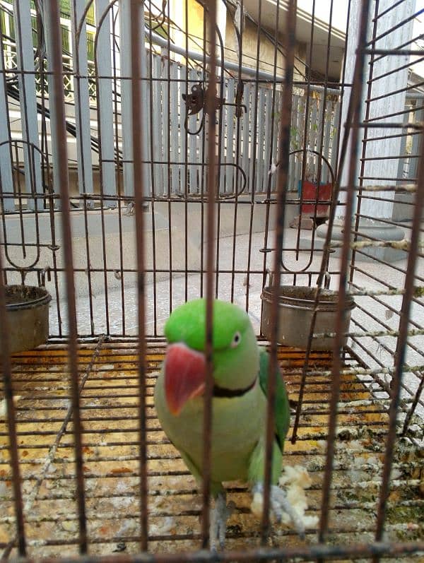 Raw parrot talking or breeding two pairs. per pair price 85000 5