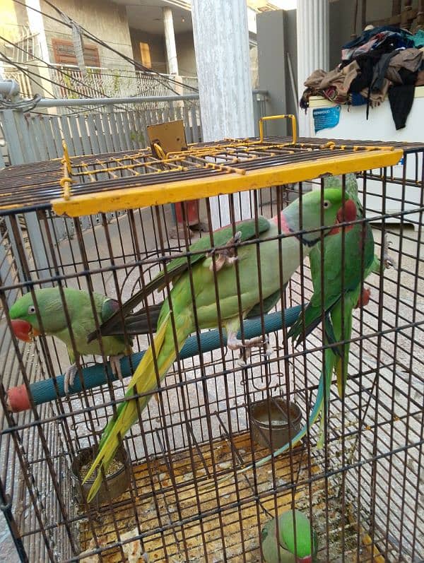 Raw parrot talking or breeding two pairs. per pair price 85000 6