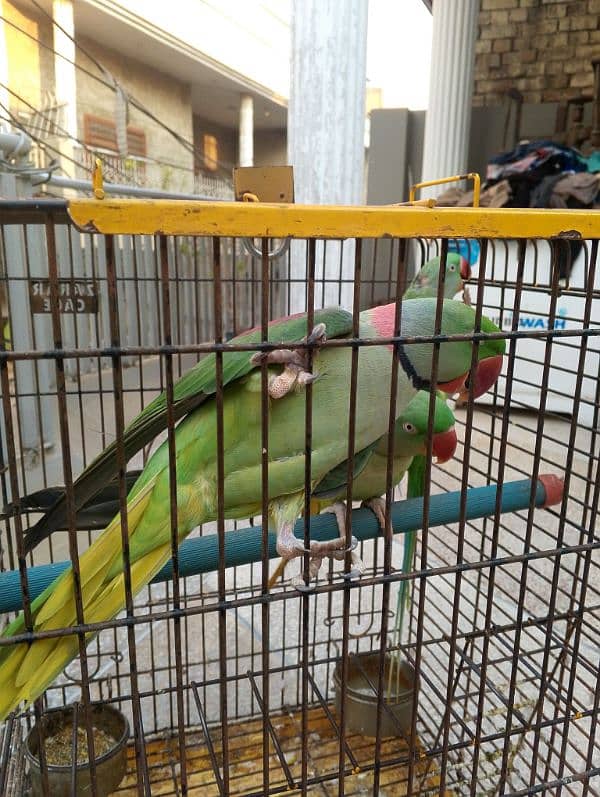 Raw parrot talking or breeding two pairs. per pair price 85000 7