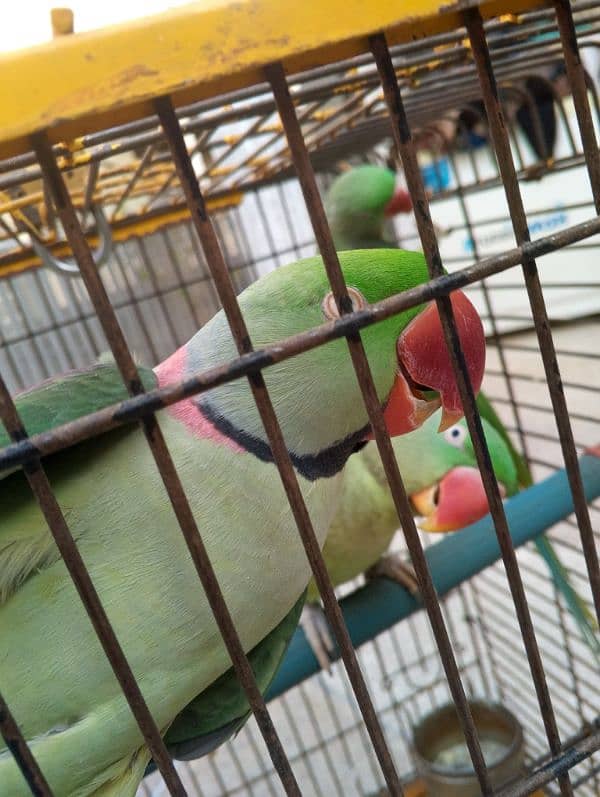 Raw parrot talking or breeding two pairs. per pair price 85000 8