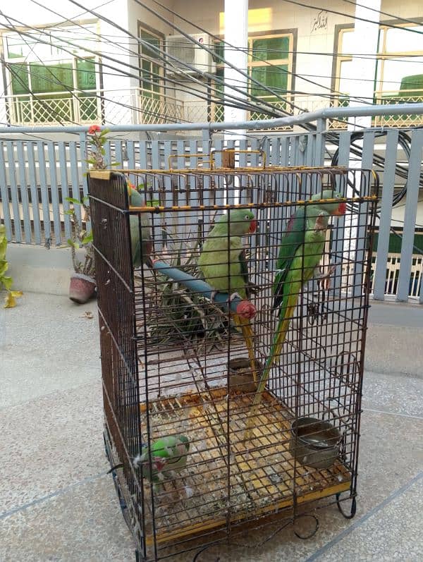 Raw parrot talking or breeding two pairs. per pair price 85000 9