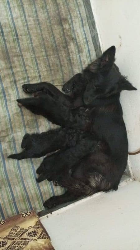 pedigree femail with3 pups 1