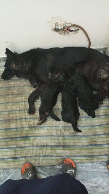 pedigree femail with3 pups 6