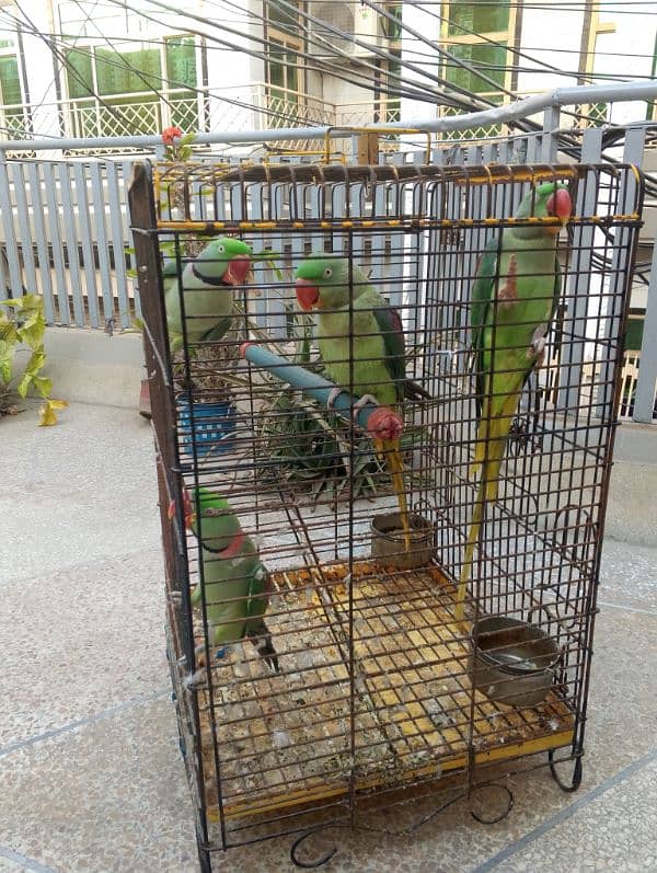 Raw parrot talking or breeding two pairs. per pair price 85000 0