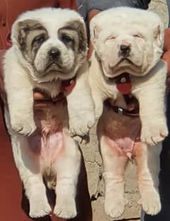 King Alabai Pair For Sale / security dog / Alabai Breed