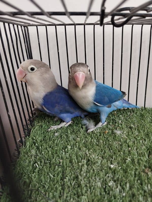 Bonded ready to breed blue fisher split opaline opline lovebird ficher 0