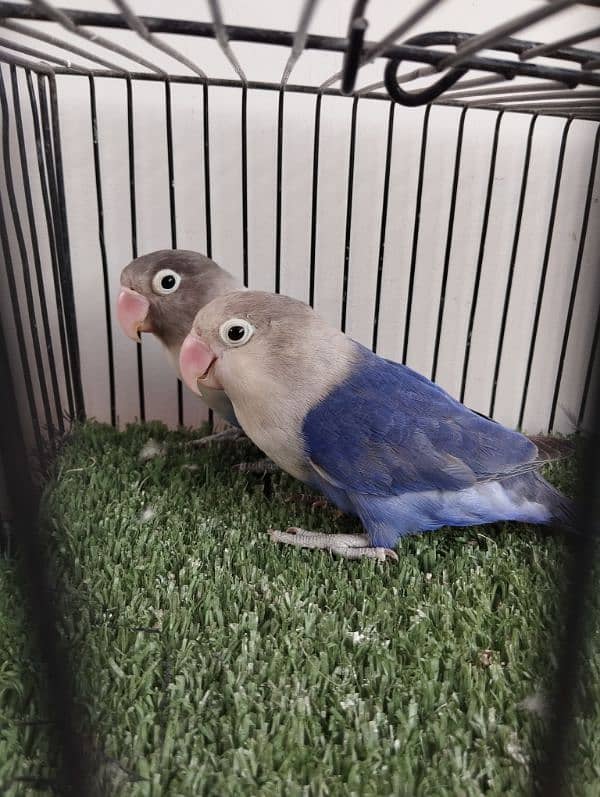 Bonded ready to breed blue fisher split opaline opline lovebird ficher 1