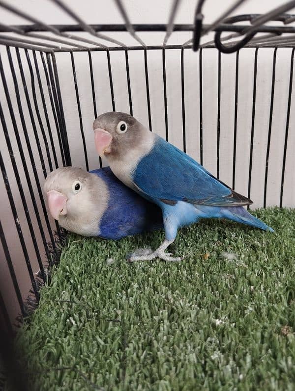 Bonded ready to breed blue fisher split opaline opline lovebird ficher 2