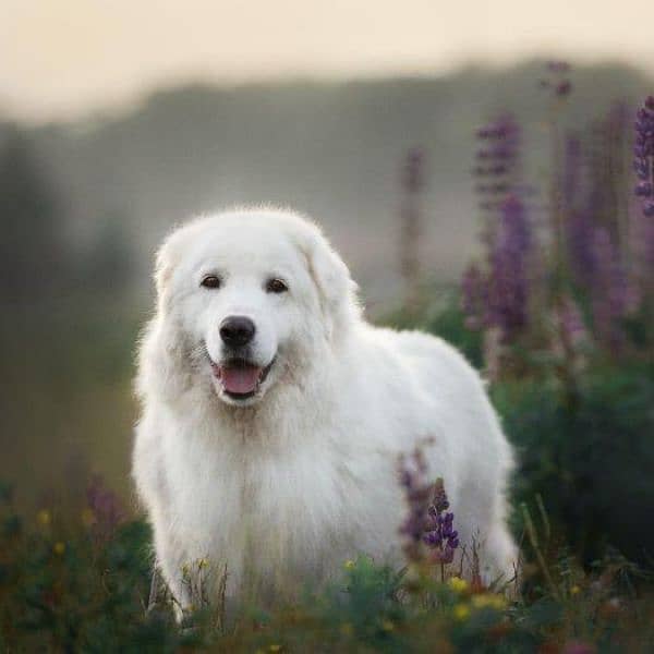 Dogs, Pretty little dog in pure white color 0