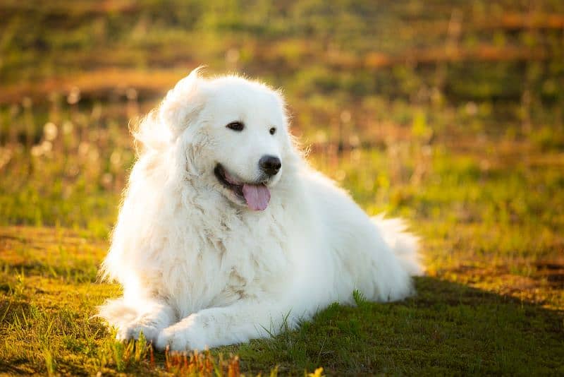 Dogs, Pretty little dog in pure white color 1