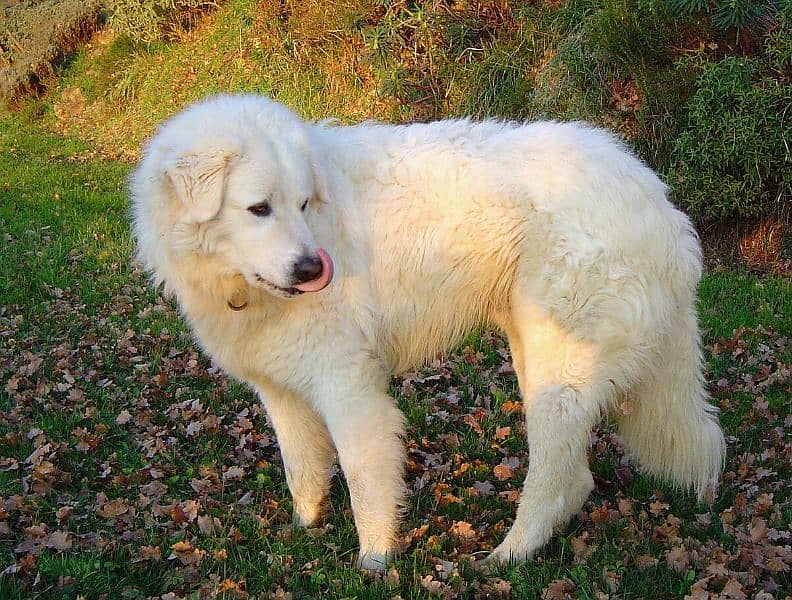 Dogs, Pretty little dog in pure white color 2