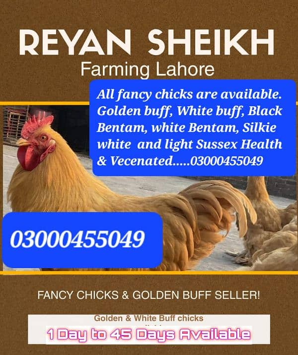 Golden buff chicks,Sussex bentam 0