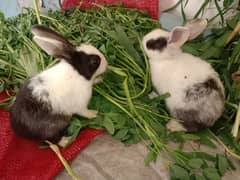 rabbit baby pair 03224186572